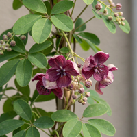 Akebia quinata - Chocolate vine - Purple - Red - Climber - Ø9cm - ↕35cm