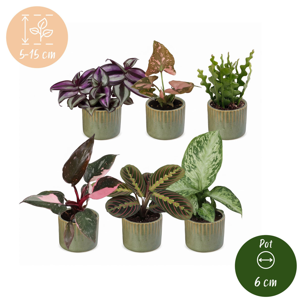6x Baby Plants Surprise Box - Baby Plants Surprise Box - Various colours - Tropical - incl. Linnea Olive - Ø6cm - ↕5-15cm