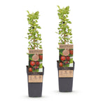 Green boutiQ - Plant fruitier - Ribes uva-crispa Hinnonmäki Röd - Groseillier à maquereau - Rustique - Groseille rouge - 2 plantes - Pot 15cm - Hauteur 50cm