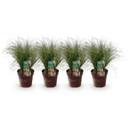 Green boutiQ - Ziergräser - Carex comans Frosted Curls - Grün - 4 Pflanzen - Immergrün - Pflegeleicht - Topf 17cm Höhe 50cm