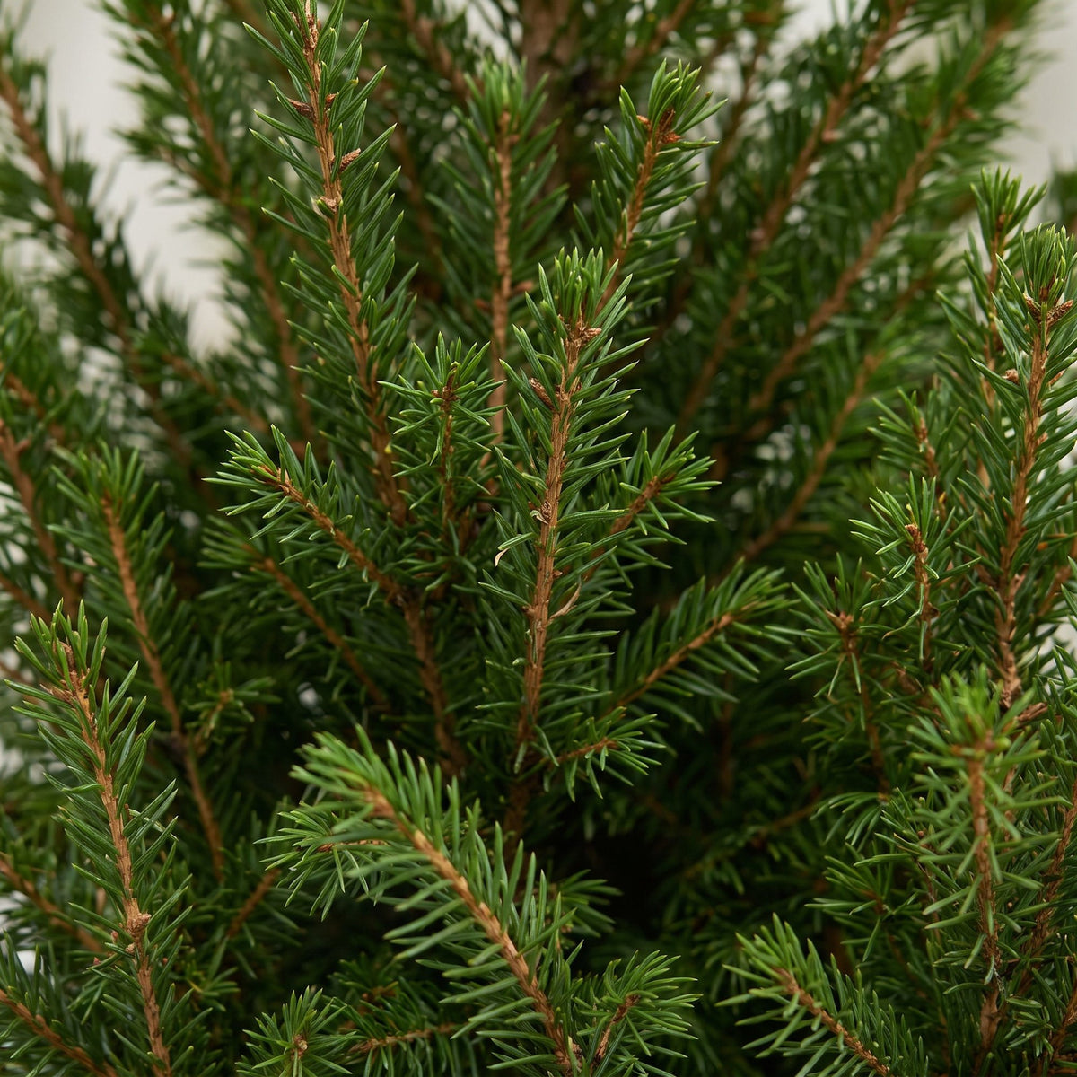 Picea glauca Conica - Dwarf Alberta Spruce - Green - Christmas tree - incl. jute bag - Ø17cm - ↕65cm