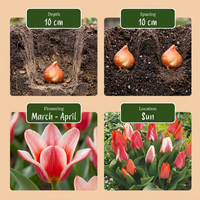 120x Tulipa Greigii mix - Greigii-tulp mix - Diversen - Voorjaarsbloeier - Bolmaat 11/12