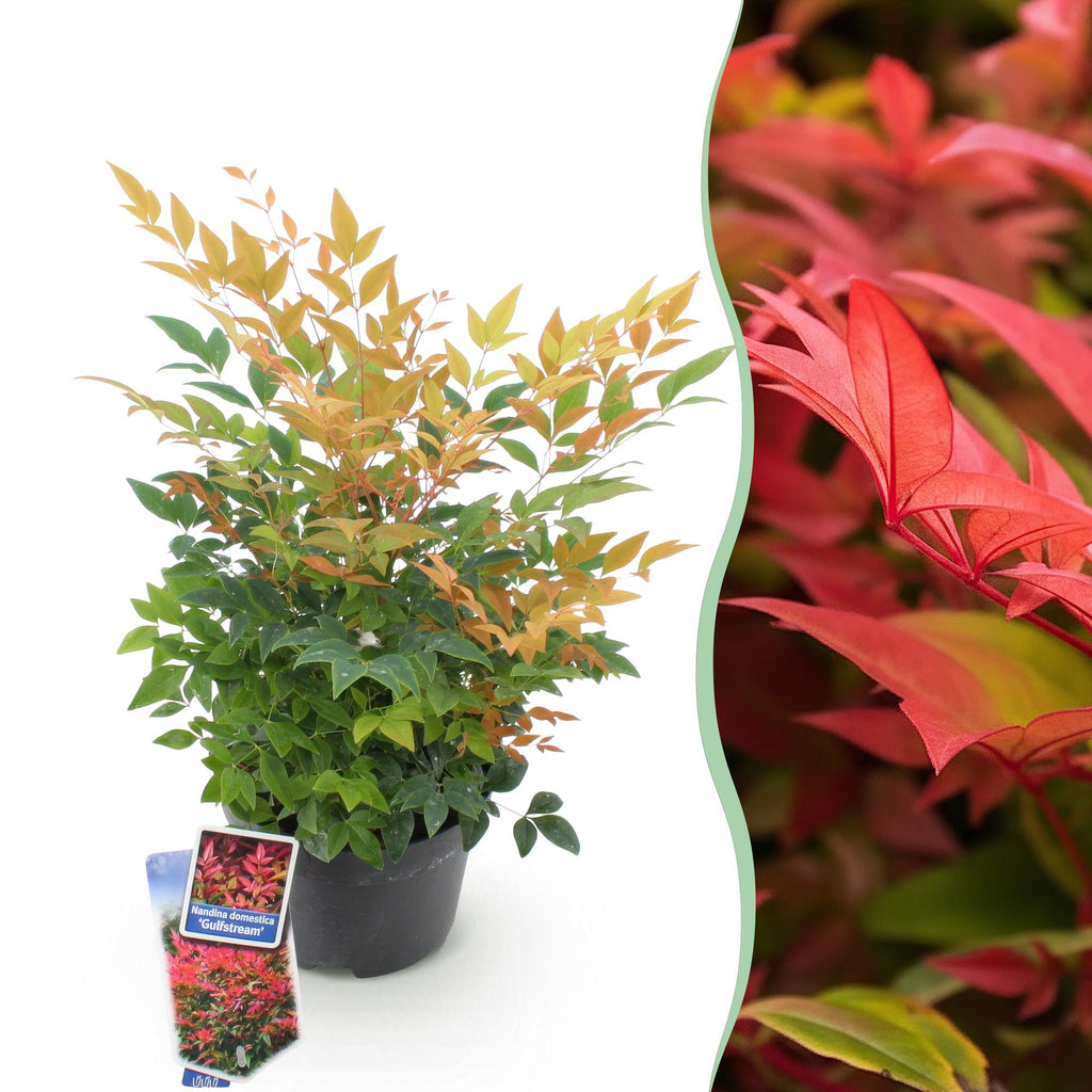 Green boutiQ - Plante de jardin - Nandina Gulfstream - Orange - 1 Plante - Persistante - Peu d'entretien - Pot 17cm Hauteur 45cm