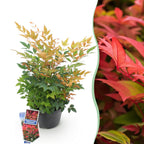 Green boutiQ - Plante de jardin - Nandina Gulfstream - Orange - 1 Plante - Persistante - Peu d'entretien - Pot 17cm Hauteur 45cm
