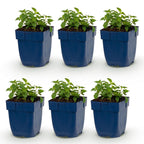 Green boutiQ - Plante vivace - Nepeta faassenii Snowflake - Herbe aux chats - Attire les abeilles et les papillons - Blanc - 6 plantes - Pot 11cm - Hauteur 15-25cm