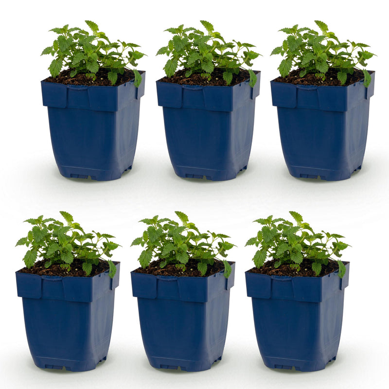 Green boutiQ - Vasteplant - Nepeta faassenii Snowflake - Kattenkruid - Bijen en Vlinderlokkers - Wit - 6 Planten - Pot 11cm - Hoogte 15-25cm