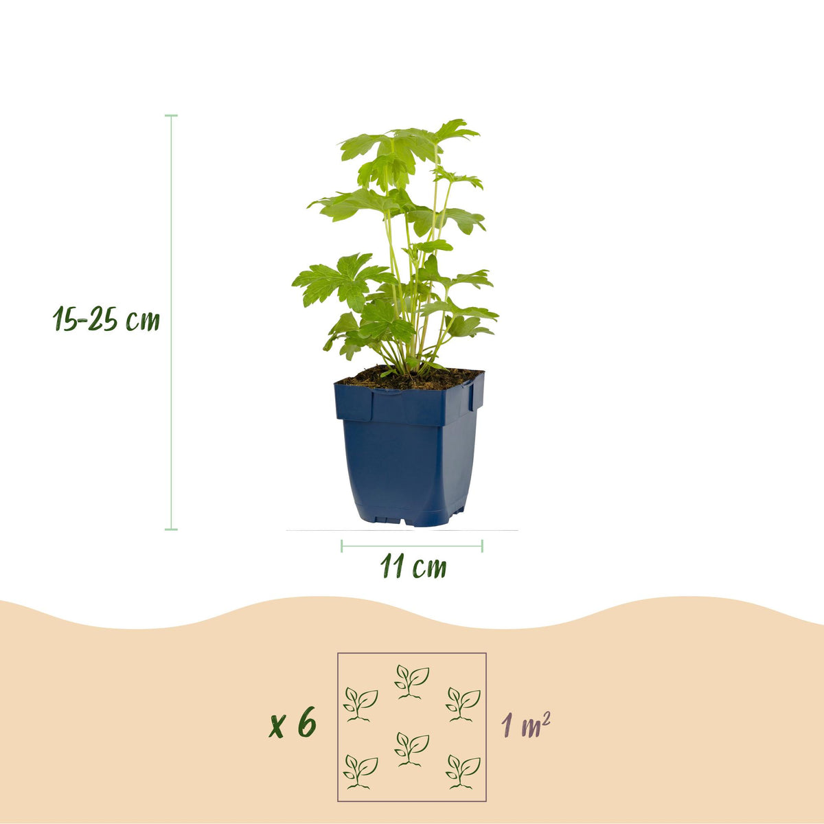 Green boutiQ - Plante vivace - Delphinium Tricolour - Pied-d'alouette - Attire les abeilles et les papillons - Violet - Rose - Blanc - 6 plantes - Pot 11cm - Hauteur 15-25cm