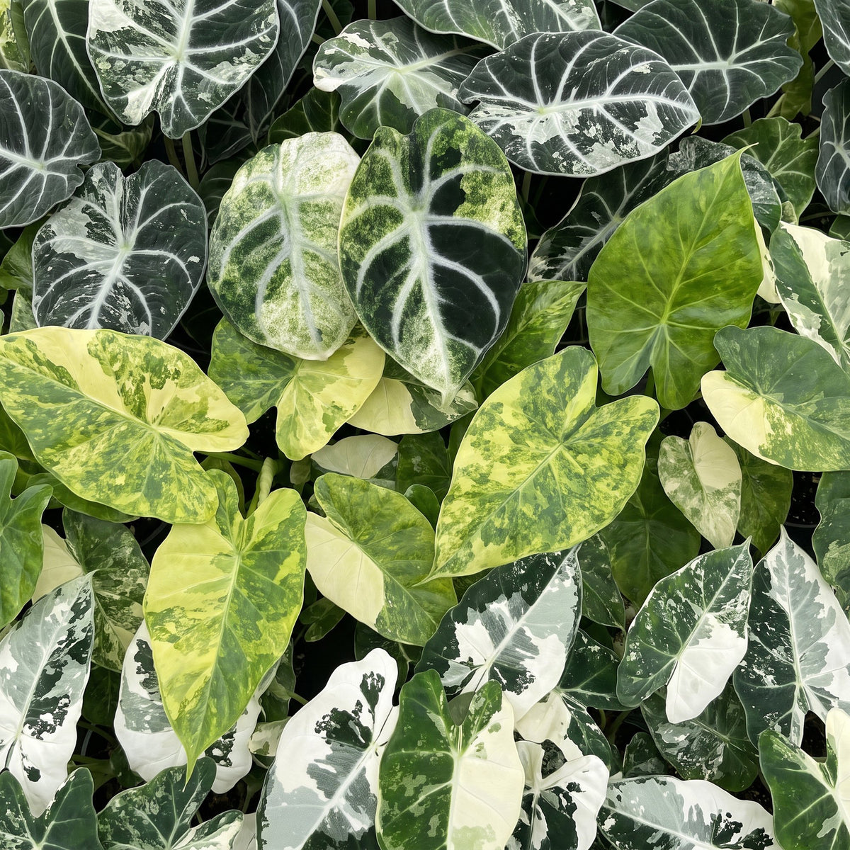 3x Baby Alocasia Tricolour Variegata - Green - Black - Variegata - Tropical - incl. Linnea Honey - Ø6cm - ↕5-15cm