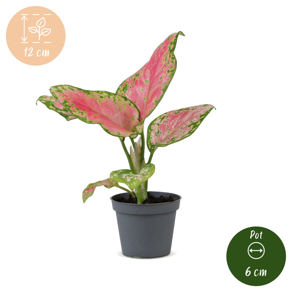 Aglaonema Red Valentine - Red Valentine Chinese Evergreen - Pink - Tropical - Ø6cm - ↕12cm