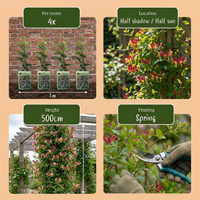 4x Lonicera jap. 'Red World' - Japanese honeysuckle - Red - Pink - Climber - Ø9cm - ↕35cm