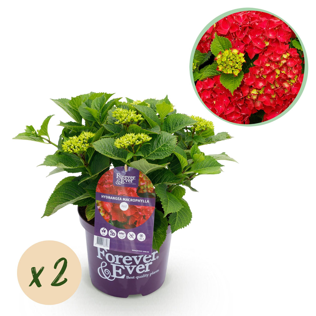 Green boutiQ - Plante de terrasse - Hortensia - Hydrangea Forever & Ever - Rouge - 7-12 fleurs - 2 plantes - Pot 23 cm Hauteur 55 cm