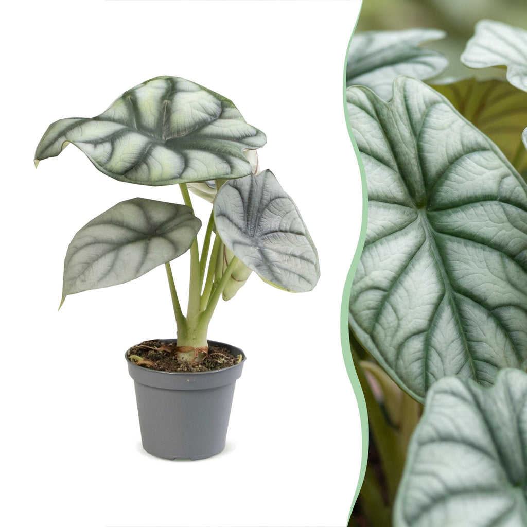 Alocasia Silver Dragon - Silver Dragon Elephant Ear - Grey - Tropical - Ø6cm - ↕12cm