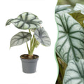 Alocasia Silver Dragon - Silver Dragon Elephant Ear - Grey - Tropical - Ø6cm - ↕12cm