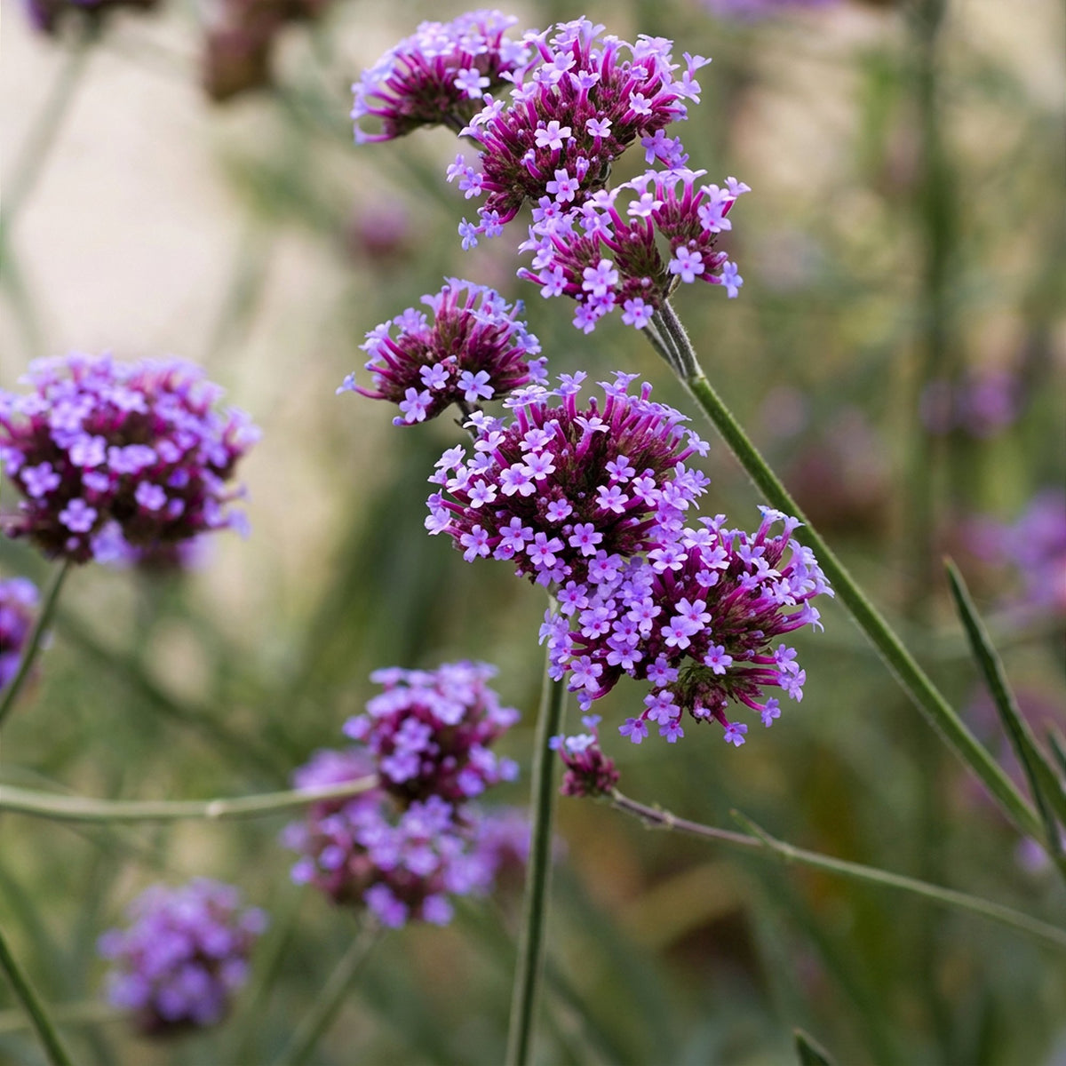 Vasteplant - Verbena bonariensis - Ijzerhard - Bijen- en vlinderlokkers - Paars - 6 Planten - Pot 11cm - Hoogte 15-25cm