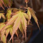 Green boutiQ - Plante de terrasse - Érable du Japon - Acer palmatum Katsura - Orange - 2 plantes - Caduc - Pot 19 cm Hauteur 70 cm