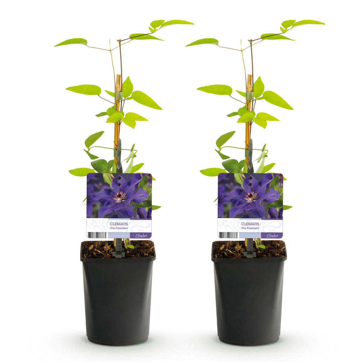 Green boutiQ - Klimplant - Clematis The President - Bloem Roze - Weinig onderhoud -2 planten -  Pot 11cm Hoogte 40cm
