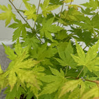 Green boutiQ - Gartenpflanze - Acer palmatum Orange Dream - Orange - 3 Pflanzen - Laubabwerfend - Pflegeleicht - Topf 12cm Höhe 35cm