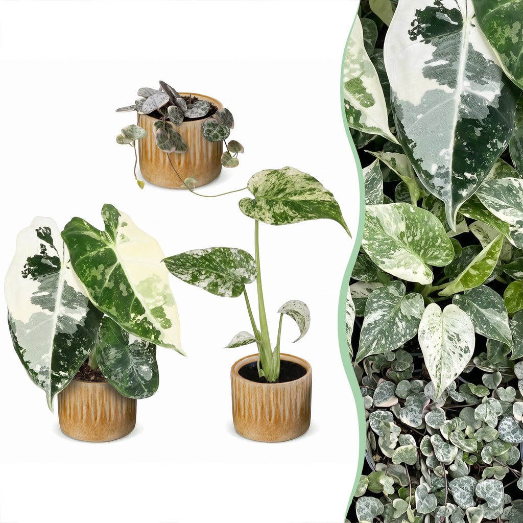 3x Baby Variegata Mix - Various colours - Tropical - incl. Linnea Honey - Ø6cm - ↕10-15cm