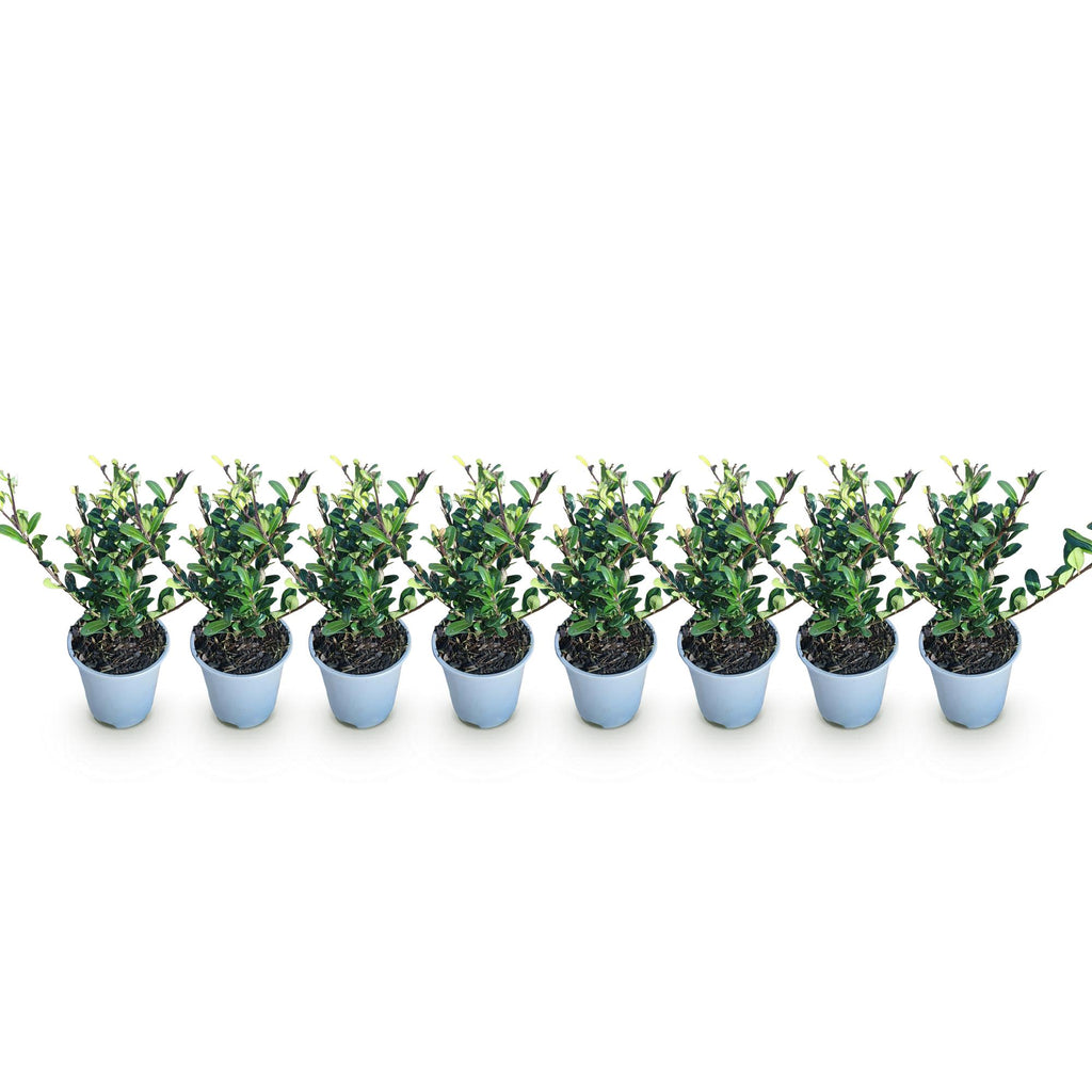 Green boutiQ - Heckenpflanzen - Ilex crenata Caroline Upright - Blatt Grün - 8 Pflanzen - 1 Laufmeter - Immergrün - Topf 9cm Höhe 25-30cm