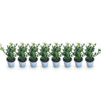 Green boutiQ - Heckenpflanzen - Ilex crenata Caroline Upright - Blatt Grün - 8 Pflanzen - 1 Laufmeter - Immergrün - Topf 9cm Höhe 25-30cm