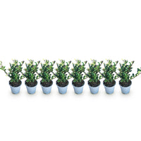 Green boutiQ - Haagplanten - Ilex crenata Caroline Upright - Blad Groen - 8 Planten - 1 Strekkende Meter - Groenblijvend - Pot 9cm Hoogte 25-30cm