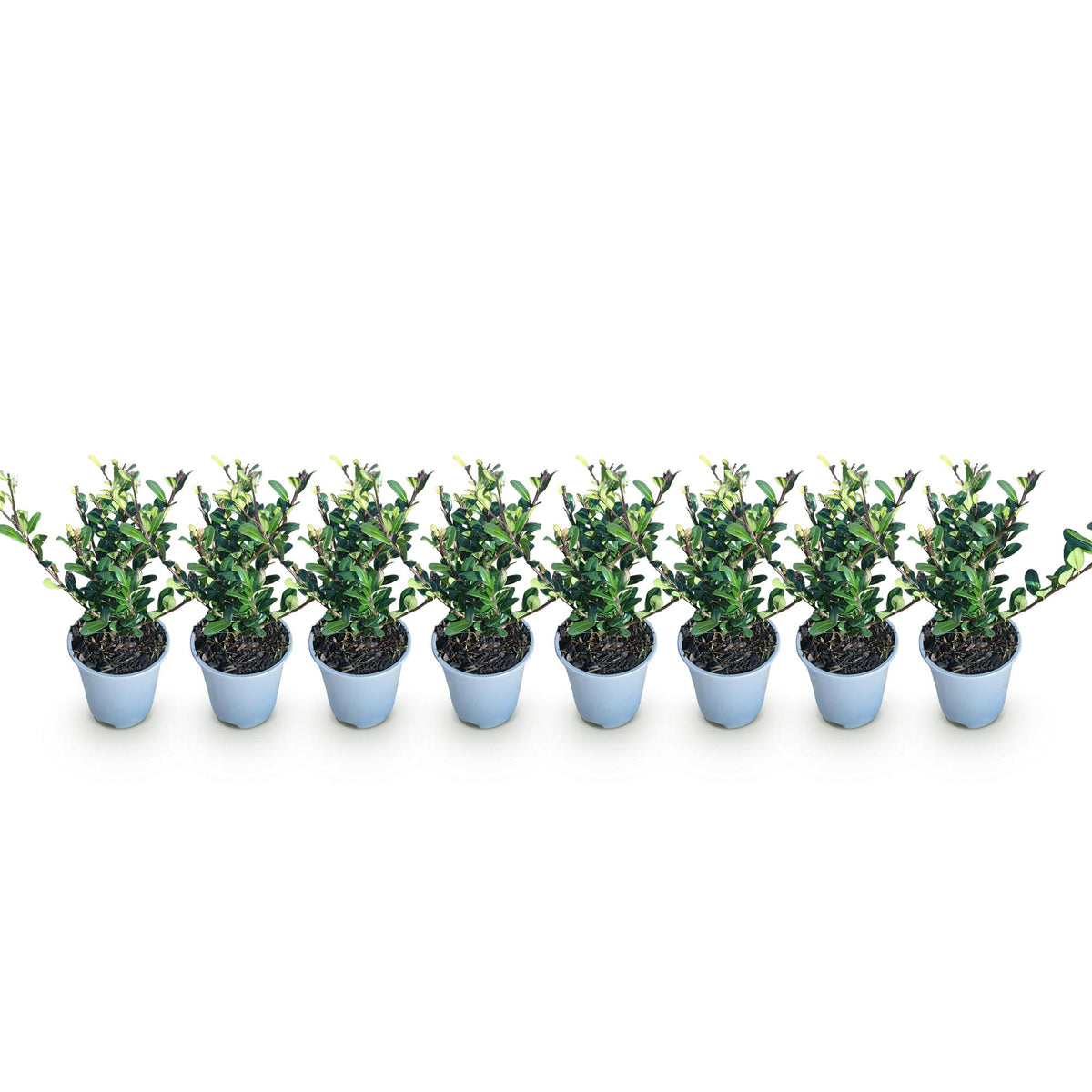 Green boutiQ - Heckenpflanzen - Ilex crenata Caroline Upright - Blatt Grün - 8 Pflanzen - 1 Laufmeter - Immergrün - Topf 9cm Höhe 25-30cm