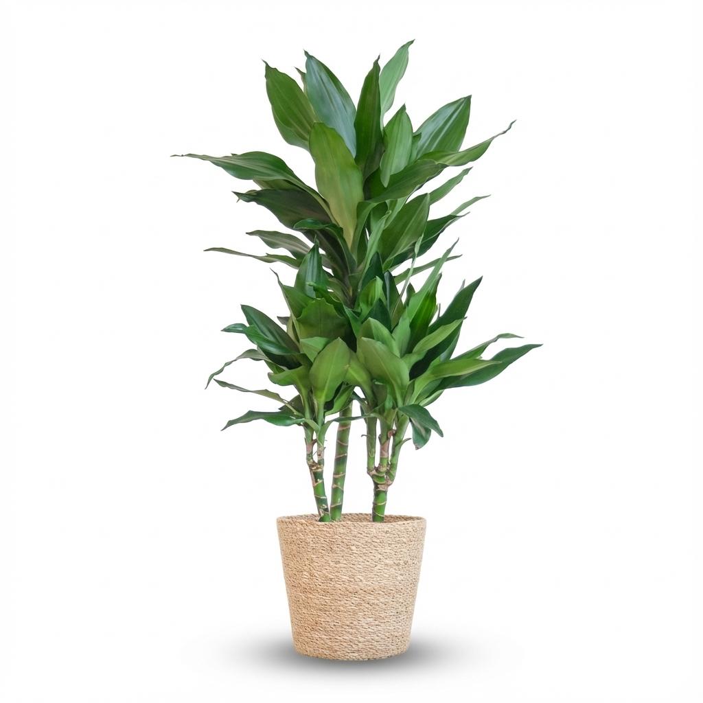Green boutiQ - Plante d'intérieur - Dragonnier - Dracaena Janet Craig - Vert - Peu d'entretien - 1 Plante - avec Panier - Pot 21cm - Hauteur 90 - 100cm