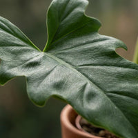 Green boutiQ - Kamerplant - Philodendron - Philodendron Lacerum - Groen - Weinig onderhoud - 1 Plant - Pot 19cm - Hoogte 65cm