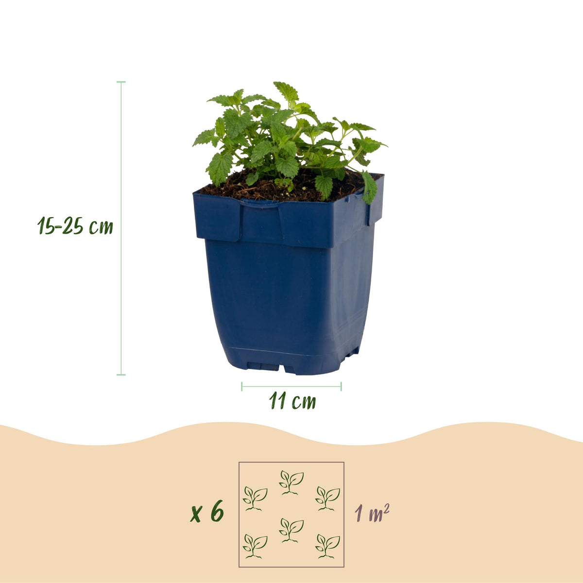 Green boutiQ - Plante vivace - Nepeta faassenii Snowflake - Herbe aux chats - Attire les abeilles et les papillons - Blanc - 1 plante - Pot 11cm - Hauteur 15-25cm