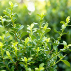 Green boutiQ - Haie de buis - BetterBuxus Babylon Beauty - Résistant à la maladie du buis - 14 plantes - 2 mètres linéaires - pot 10,5 cm hauteur 25-30