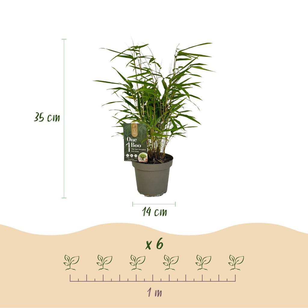 Green boutiQ - Bambou - Fargesia Rufa - Feuillage persistant - Non traçant - Vert - 18 Plantes - Pot 14cm - Hauteur 35cm