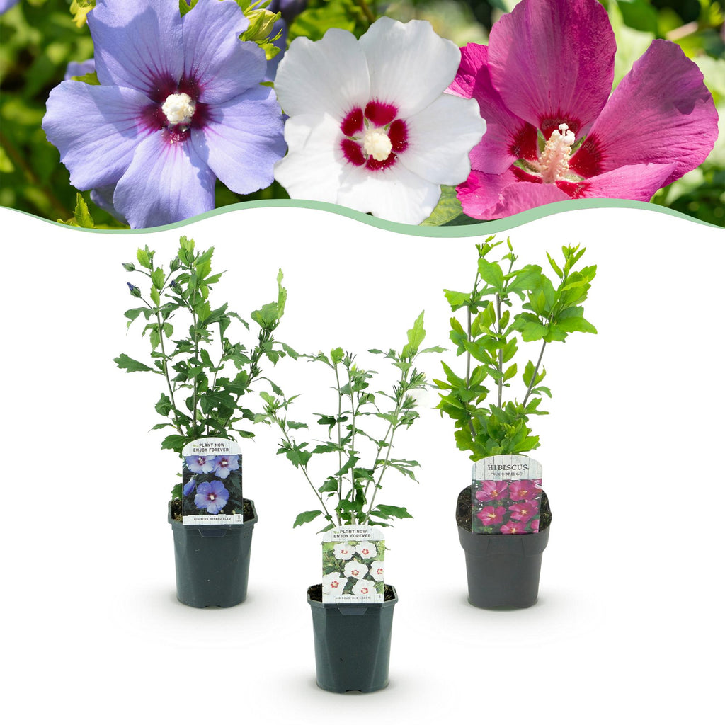 Green boutiQ - Arbustes - Hibiscus syriacus Tricolore - Fleurs rose, blanc et bleu - 3 Plantes - Caduc - Entretien facile - Pot 17cm Hauteur 45cm