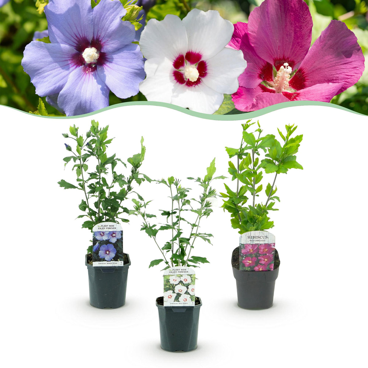 Green boutiQ - Arbustes - Hibiscus syriacus Tricolore - Fleurs rose, blanc et bleu - 3 Plantes - Caduc - Entretien facile - Pot 17cm Hauteur 45cm