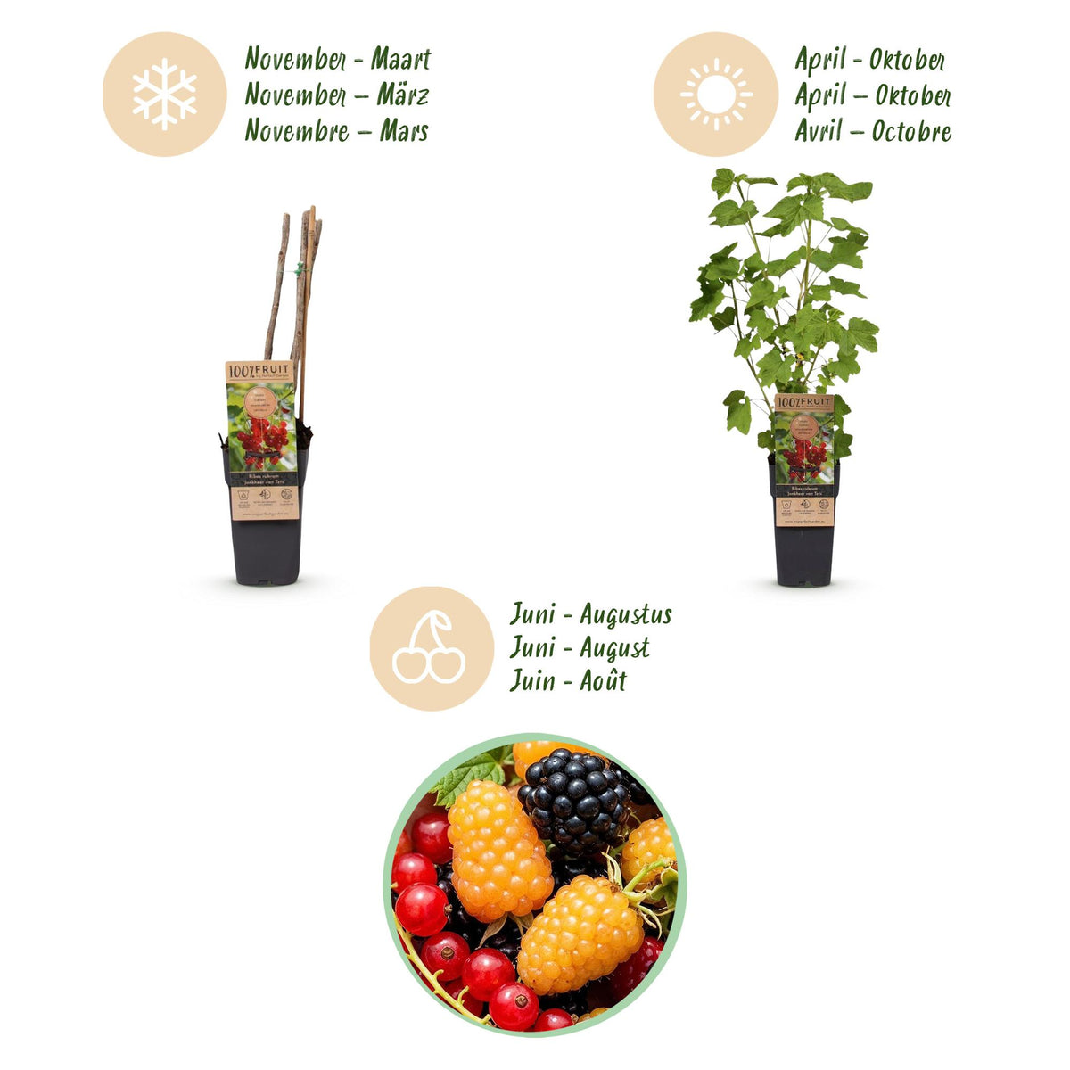 Green boutiQ - Plant fruitier - Mélange Ribes-Rubes - Tricolore - Rustique - Groseille rouge - Mûre noire - Framboise jaune - 3 plantes - Pot 15cm - Hauteur 50cm