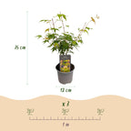 Green boutiQ - Plante de jardin - Acer palmatum Katsura - Orange - 3 plantes - Caduc - Peu d'entretien - Pot 12cm Hauteur 35cm