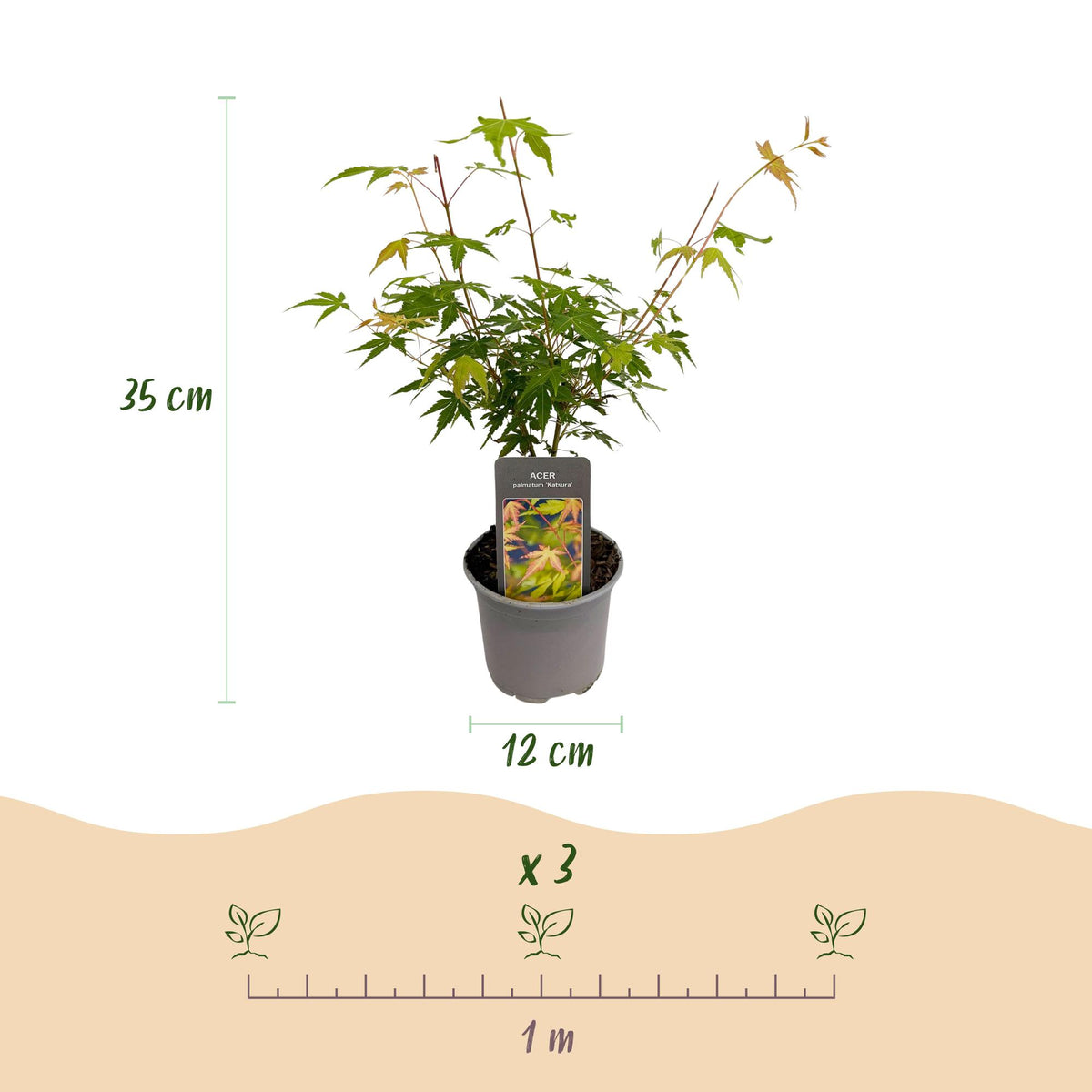 Green boutiQ - Plante de jardin - Acer palmatum Katsura - Orange - 3 plantes - Caduc - Peu d'entretien - Pot 12cm Hauteur 35cm