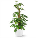 Green boutiQ - Zimmerpflanze - Mini-Fensterblatt - Monstera Minima Moosstab - Grün - pflegeleicht - 1 Pflanze - mit weißem Übertopf - Topf 19 cm - Höhe 90 cm