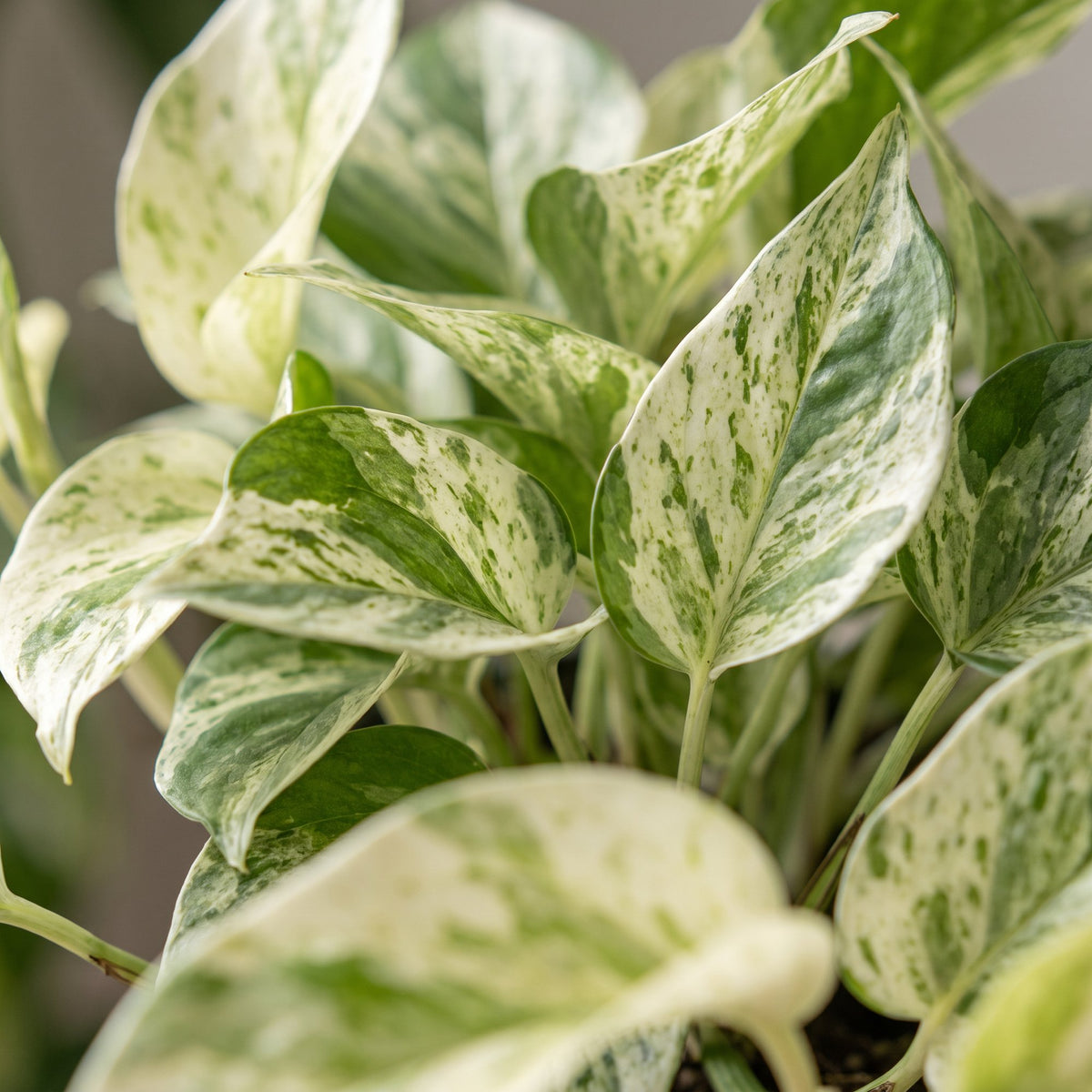 Epipremnum Marble Variegata - Marble Queen Pothos - Green - White - Tropical - Ø12cm - ↕20cm