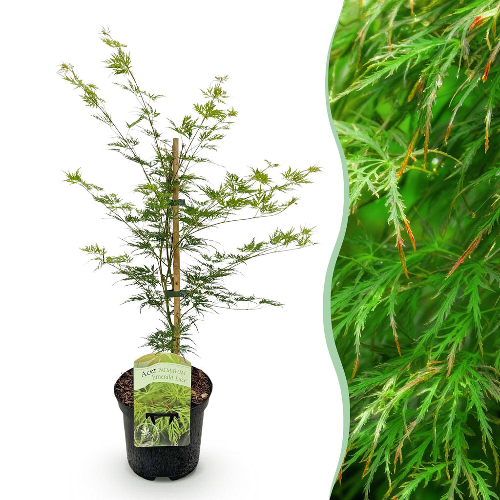 Green boutiQ - Plante de terrasse - Érable du Japon - Acer palmatum Emerald Lace - Vert - 1 plante - Caduc - Pot 19 cm, hauteur 70 cm