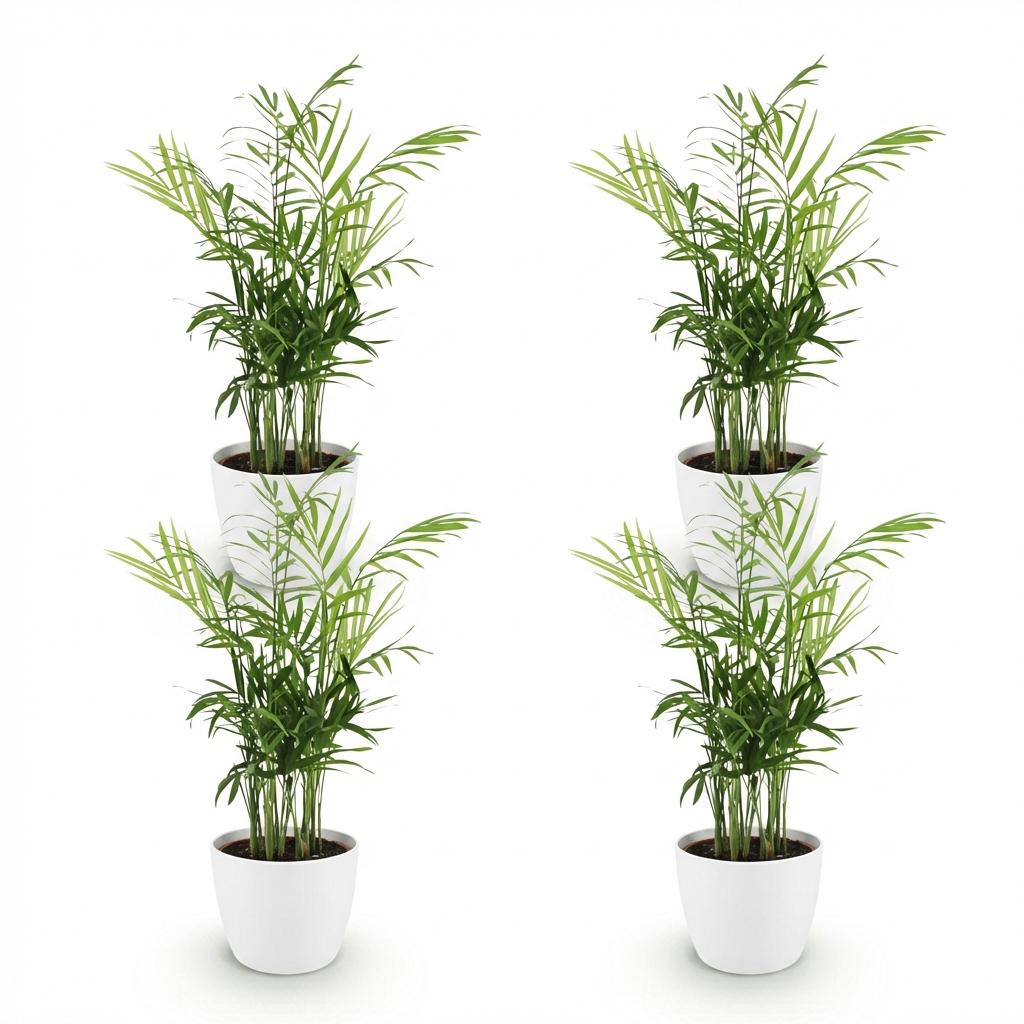 Green boutiQ - Zimmerpflanze - Chamaedorea elegans - Bergpalme - Haustierfreundliche Pflanze - Grün - 4 Pflanzen - mit Übertopf Weiß - Topf 12cm - Höhe 15cm