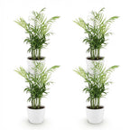Green boutiQ - Zimmerpflanze - Chamaedorea elegans - Bergpalme - Haustierfreundliche Pflanze - Grün - 4 Pflanzen - mit Übertopf Weiß - Topf 12cm - Höhe 15cm