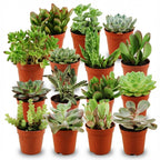 Mini mélange de succulentes - 15 pièces - Ø 5,5 cm - Hauteur : 5-10 cm