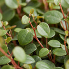 Peperomia Pepperspot - Pepper Spot Peperomia - Green - Red - Tropical - Ø6cm - ↕10cm