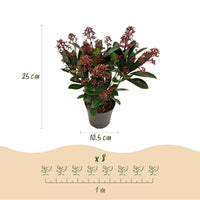 Green boutiQ - Terrasplant - Skimmia japonica Rubella - Bloem Rood - 10+ Bloemen - 3 Planten - Winterhard - Pot 10,5cm Hoogte 25cm