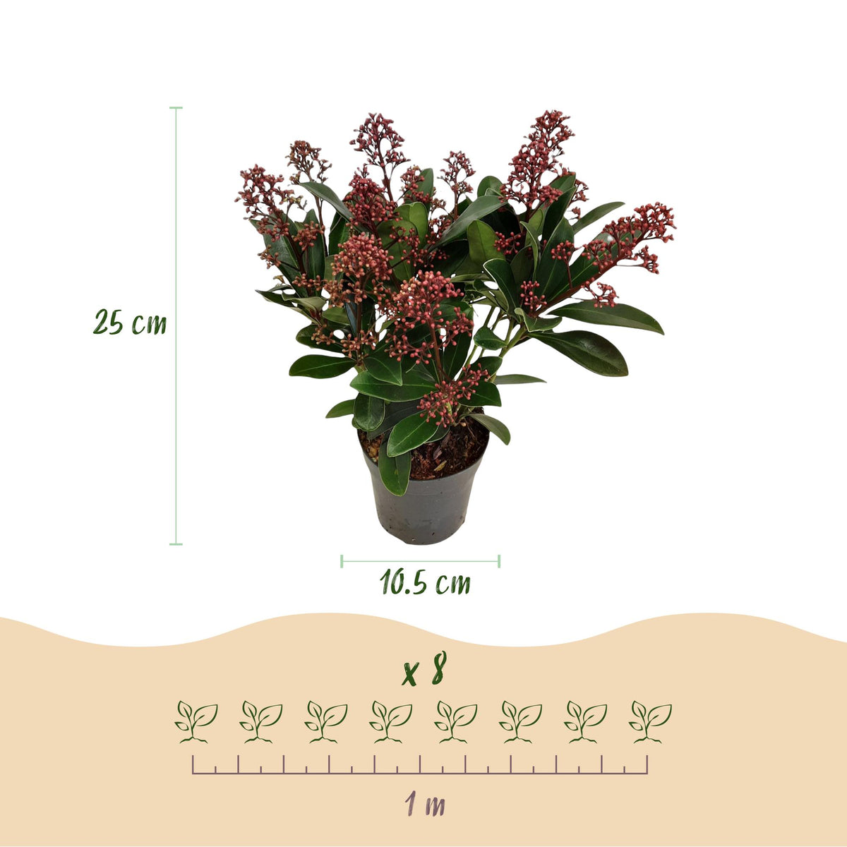 Green boutiQ - Plante de terrasse - Skimmia japonica Rubella - Fleur rouge - 10+ Fleurs - 3 Plantes - Rustique - Pot 10,5cm Hauteur 25cm