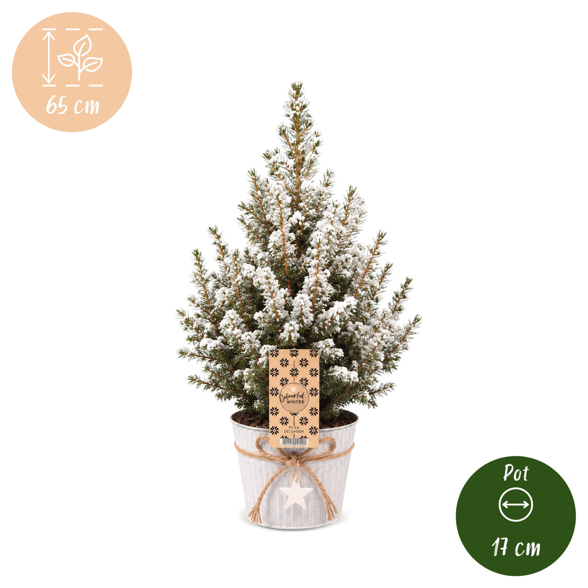 4x Picea glauca Conica - Dwarf Alberta Spruce - Green - White - Christmas tree - incl. zinc pot - Ø17cm - ↕65cm