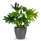 Green boutiQ - Plante d'intérieur - Philodendron - Philodendron Lickety Split - Vert - Entretien facile - 1 plante - avec pot gris - Pot 19cm - Hauteur 70cm