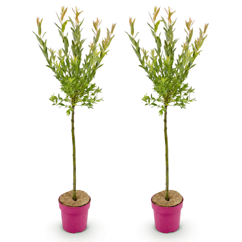 2x - Salix Flamingo - Ø19cm - ↕90-100cm
