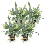 Green boutiQ - Zimmerpflanze - Phlebodium aureum Blue Star - Goldtüpfelfarn - Haustierfreundlich - Blau - 4 Pflanzen - Topf 12cm - Höhe 25-30cm