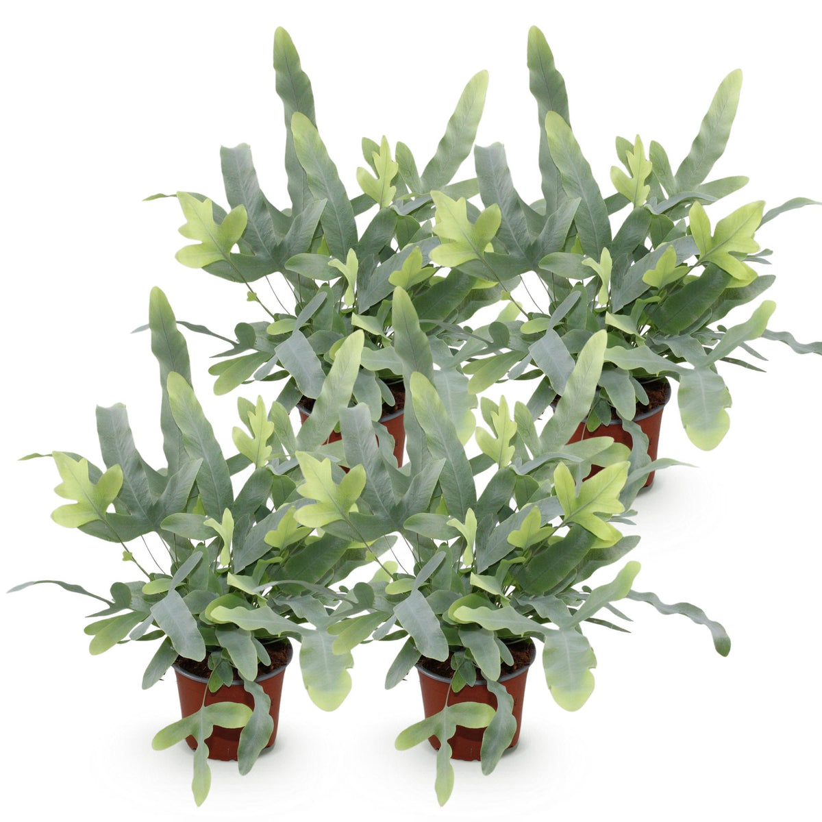 Green boutiQ - Zimmerpflanze - Phlebodium aureum Blue Star - Goldtüpfelfarn - Haustierfreundlich - Blau - 4 Pflanzen - Topf 12cm - Höhe 25-30cm